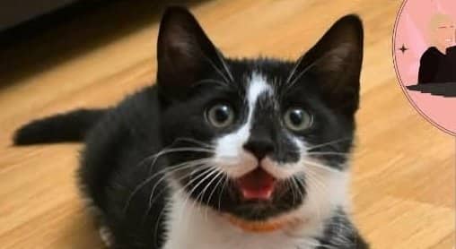 Verso - Domestic Shorthair cat available for adoption in Calgary