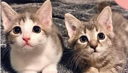 Ariel & Jasmine - Domestic Shorthair available for adoption