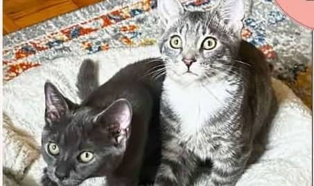 Pepper & Rocky - Domestic Shorthair cat available for adoption at A.B.C.'S Rescue in Montreal