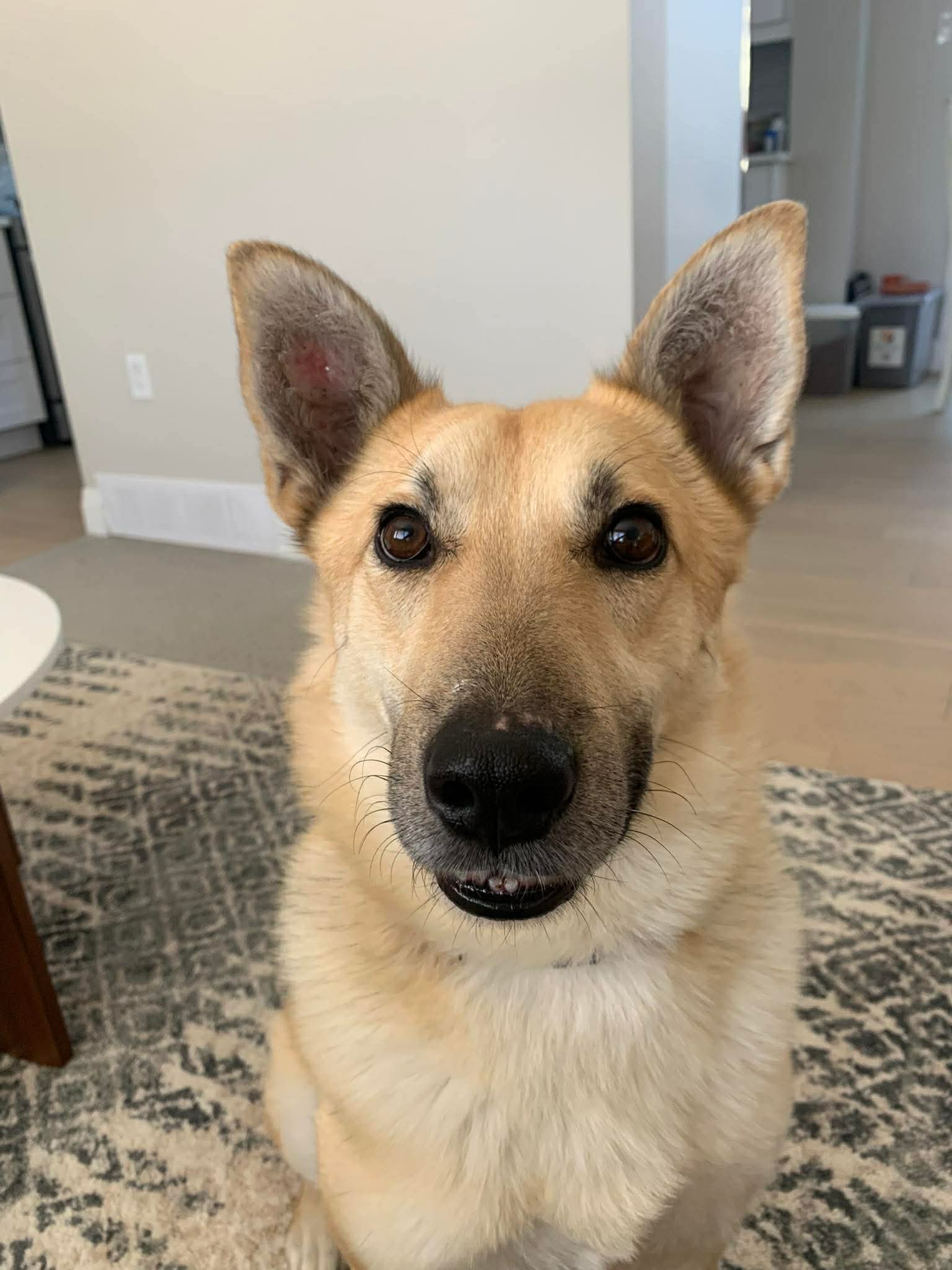 Bosko - Shepherd mix available for adoption in Calgary