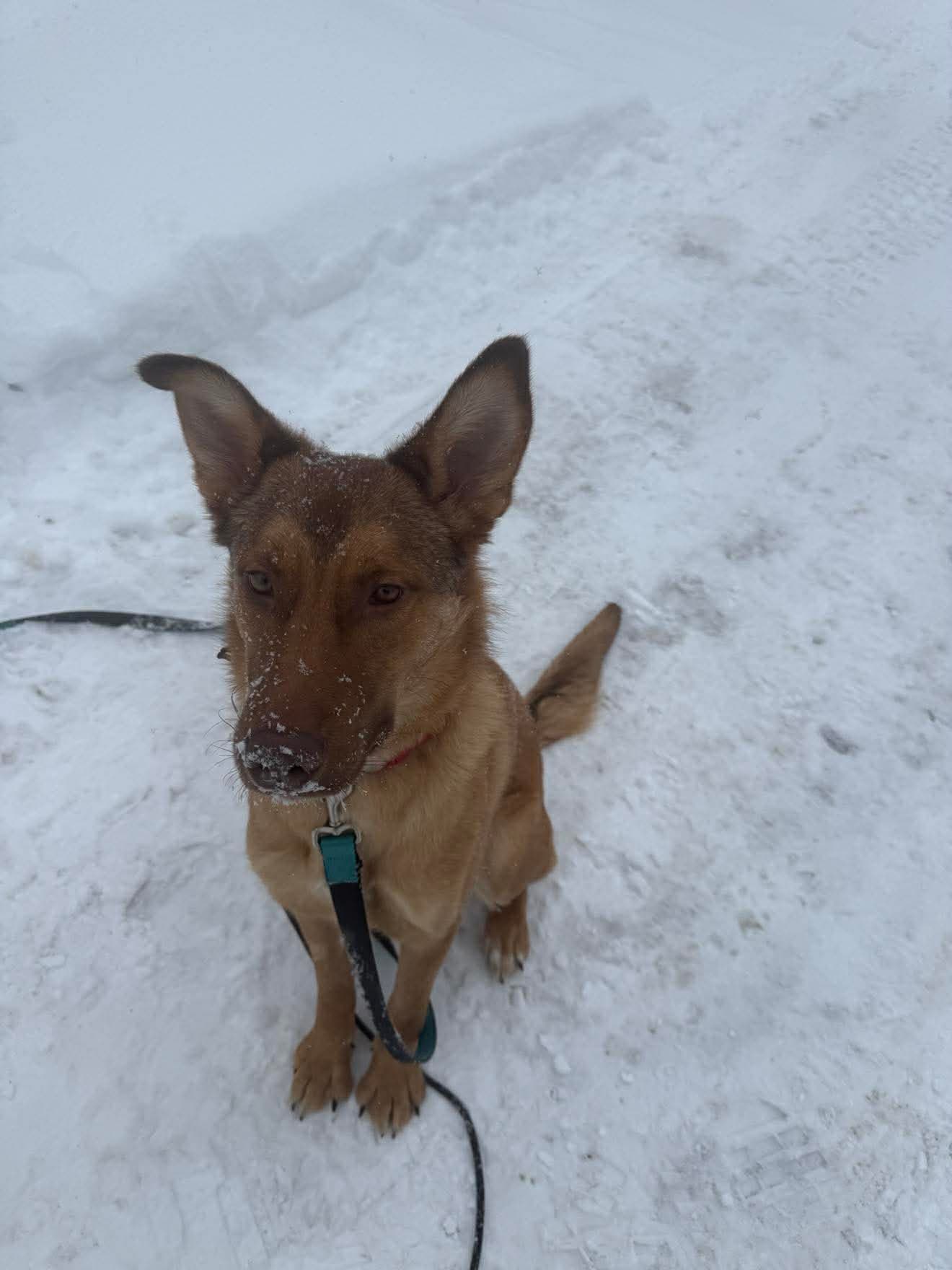 Desi - Mixed (Northern mix) available for adoption in Calgary