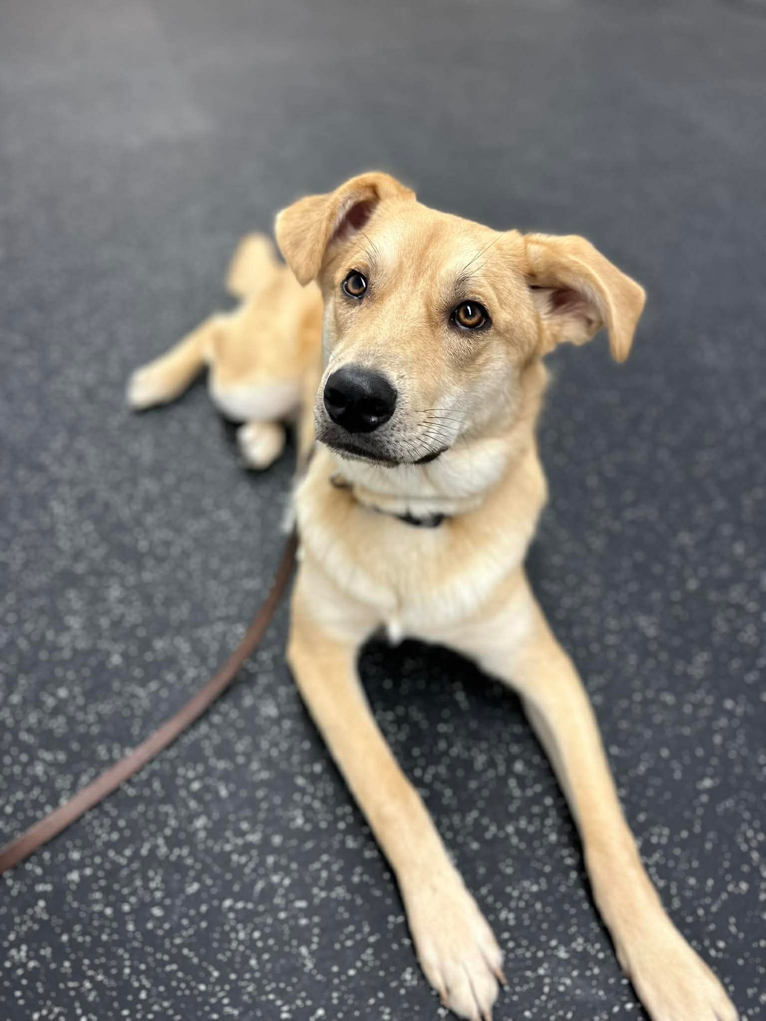 Dusty - Mixed available for adoption in Calgary
