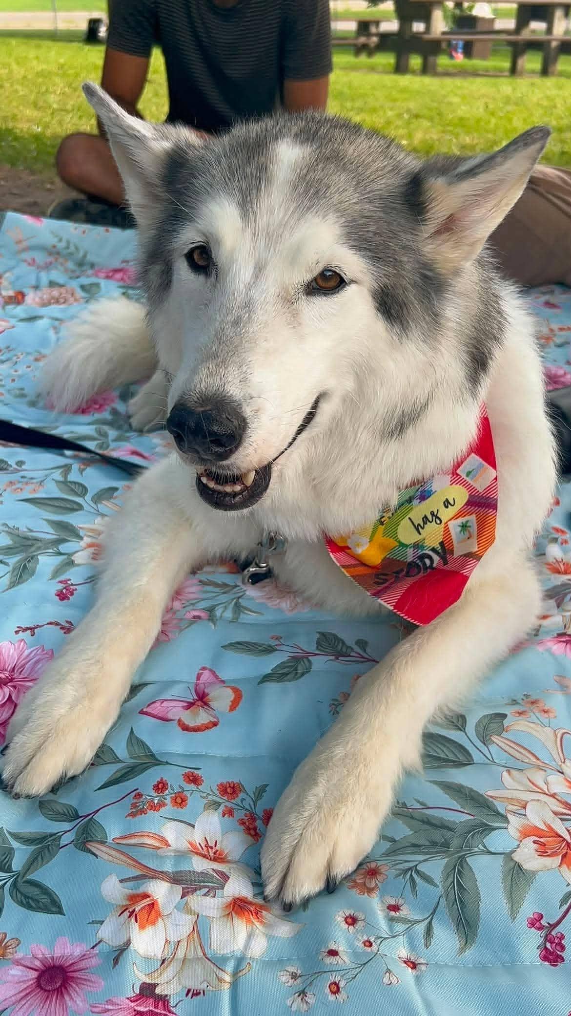 Alaska - Husky Mix available for adoption