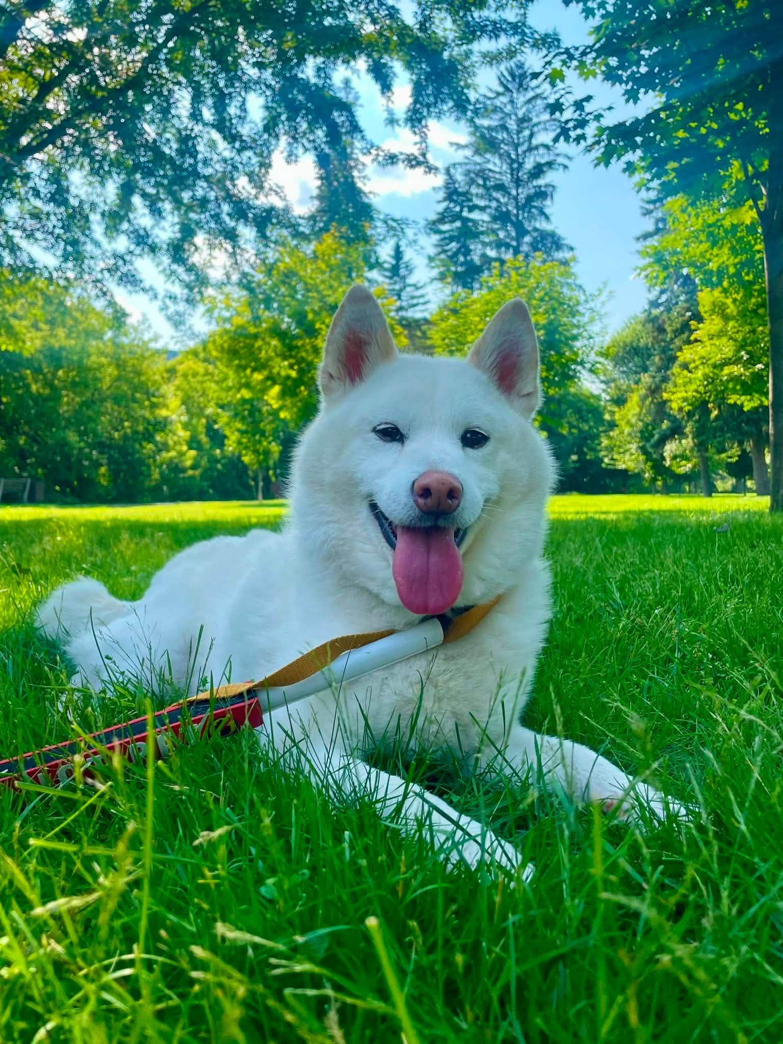 Storm - Shiba (maybe a mix) available for adoption in Ontario
