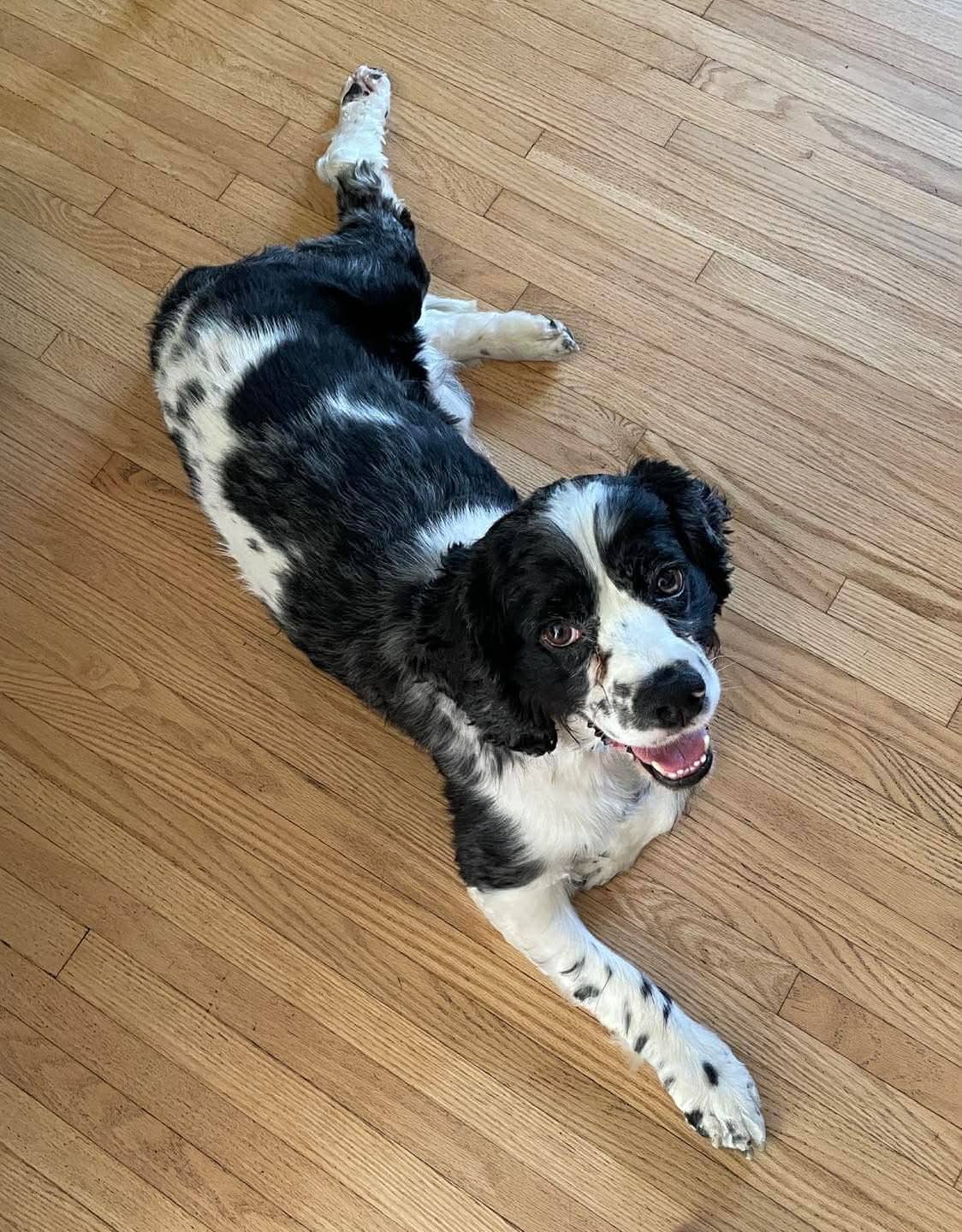 Apollo - Cocker Spaniel mix available for adoption in Ontario