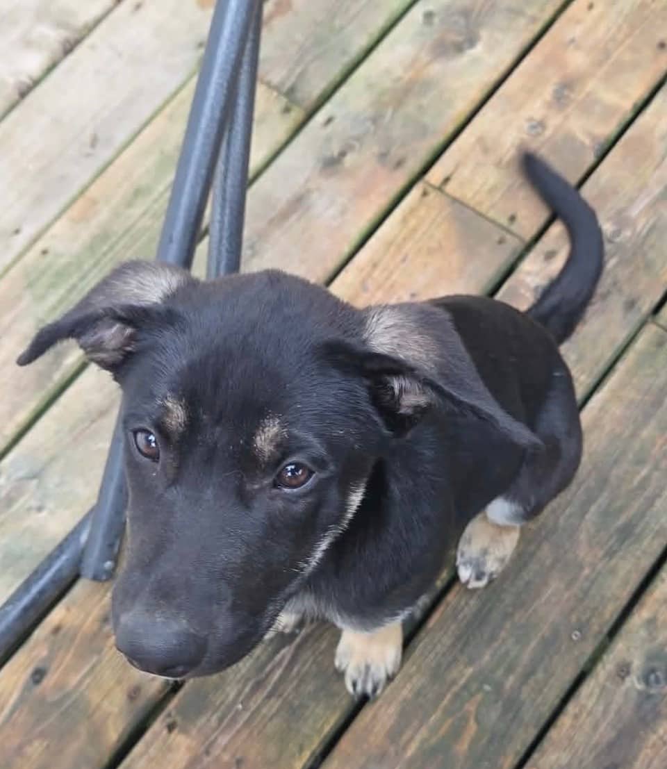 Rosa - Mixed Breed available for adoption in Calgary