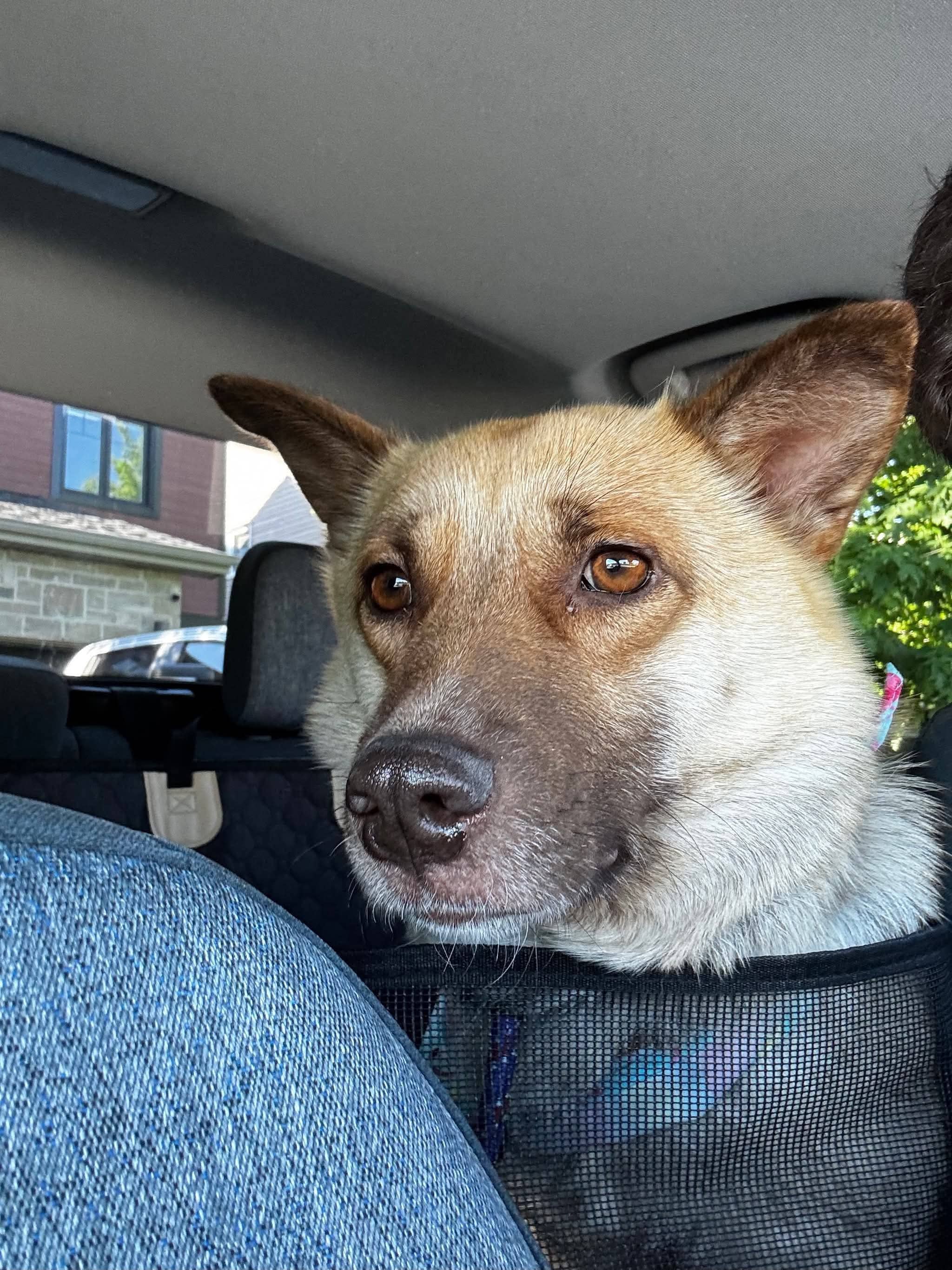 Macey - Mixed available for adoption in Ontario