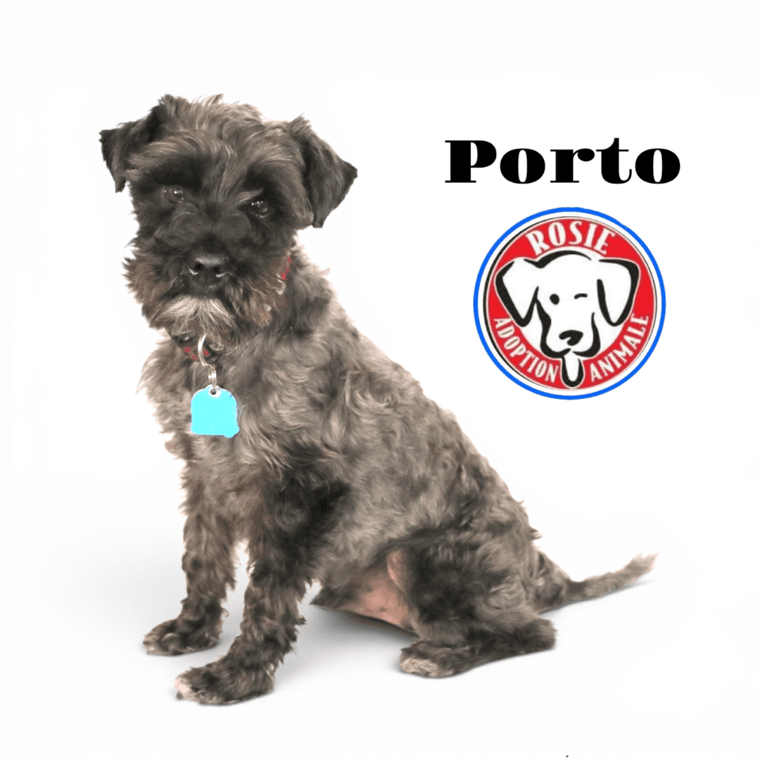Porto - Schnauzer available for adoption in Quebec
