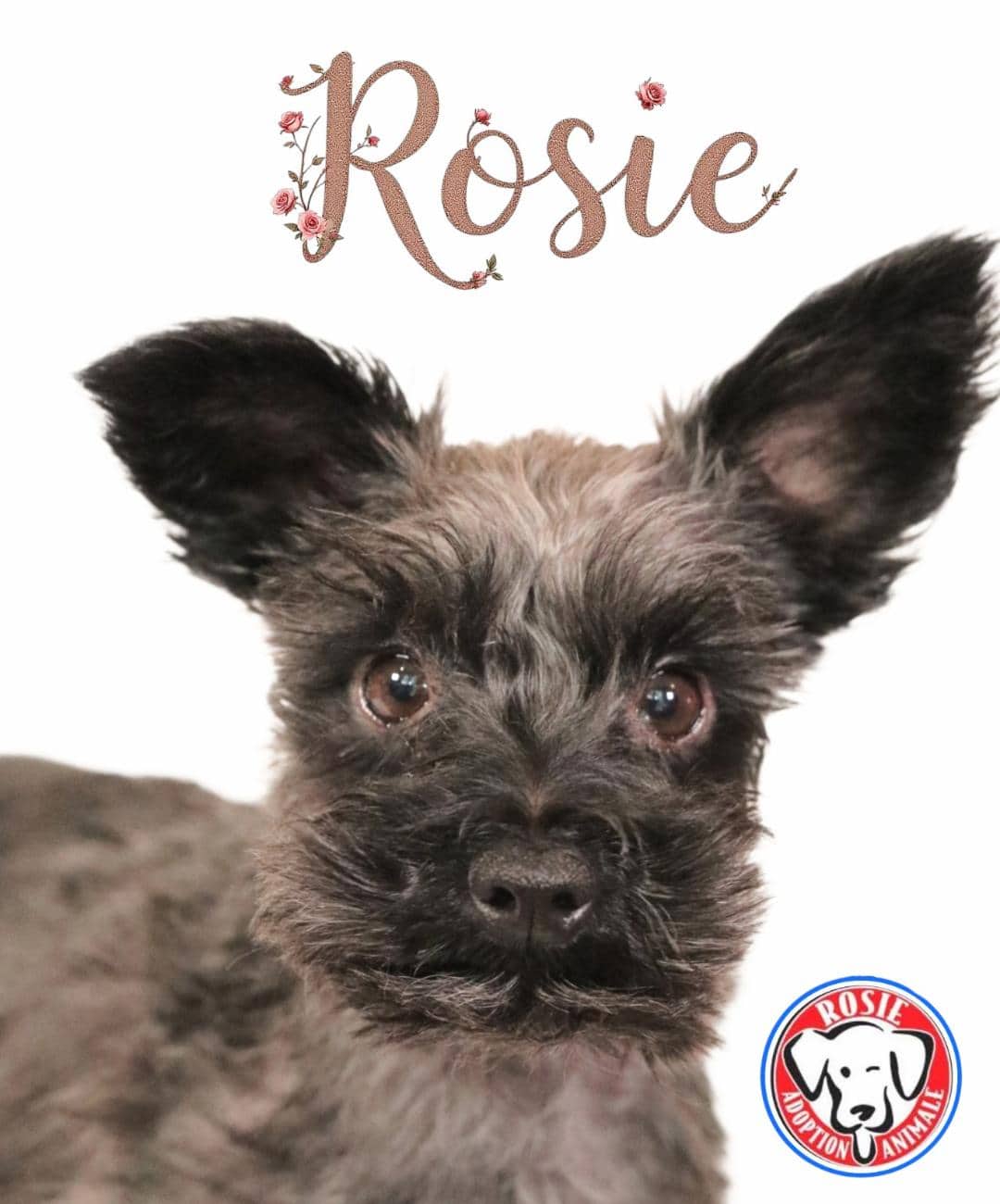 Rosie - Schnauzer available for adoption in Quebec