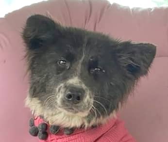 Orio - Border Collie / Spitz Types (Medium) available for adoption
