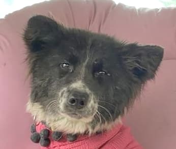 Orio - Border Collie / Spitz Types (Medium) available for adoption at Loved at Last Dog Rescue in British Columbia