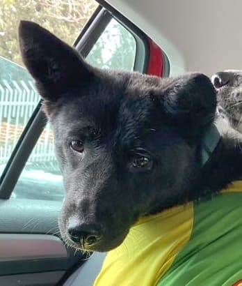 Olivia - Spitz Types (Medium) available for adoption at Loved at Last Dog Rescue in British Columbia