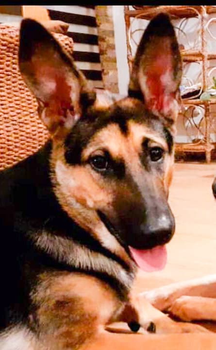 Phoenix - German Shepherd Dog available for adoption at Loved at Last Dog Rescue in British Columbia