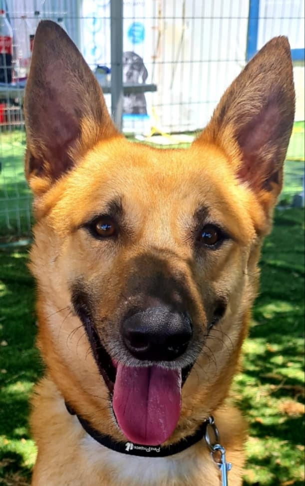 Marlin - German Shepherd Dog / Canaan Dog available for adoption at Loved at Last Dog Rescue in British Columbia
