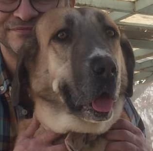 Sweet - Golden Retriever / Labrador Retriever available for adoption at Loved at Last Dog Rescue in British Columbia