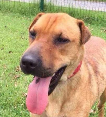 Banu - Shar Pei / Rhodesian Ridgeback available for adoption in British Columbia