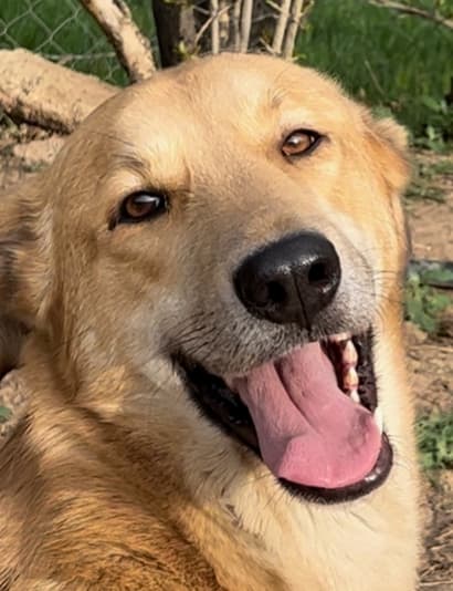 Clancey - Golden Retriever / Labrador Retriever available for adoption at Loved at Last Dog Rescue in British Columbia
