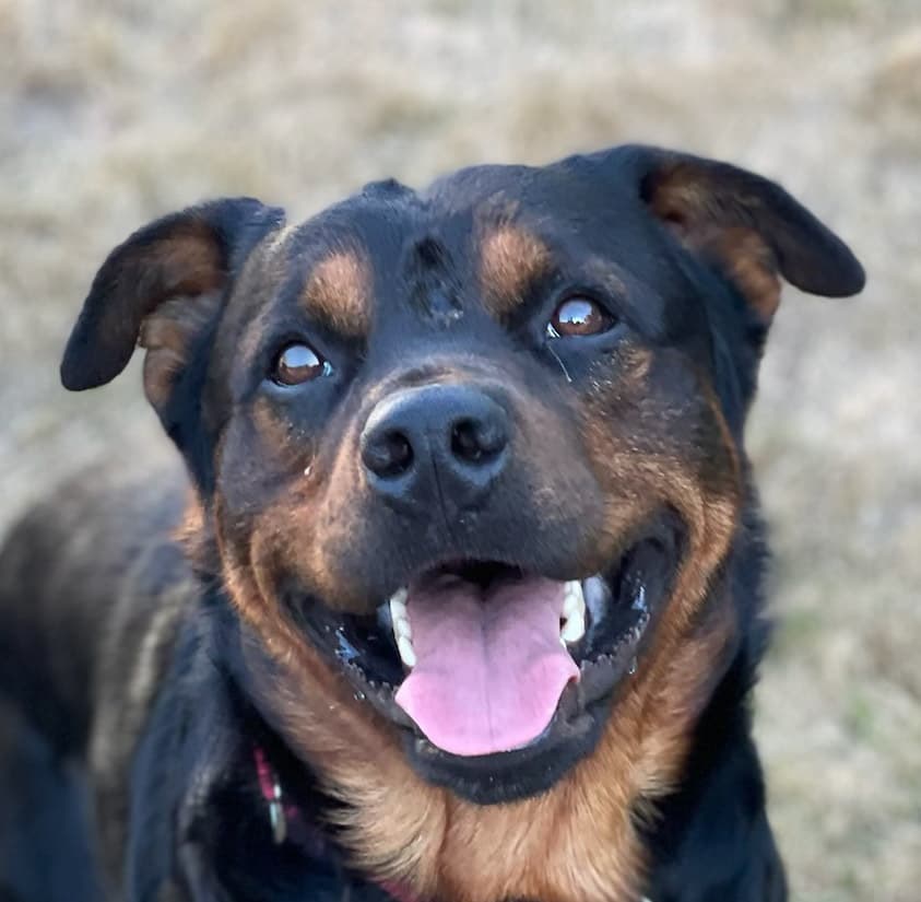 Bear - Rottweiler / Staffordshire Bull Terrier available for adoption at Loved at Last Dog Rescue in British Columbia
