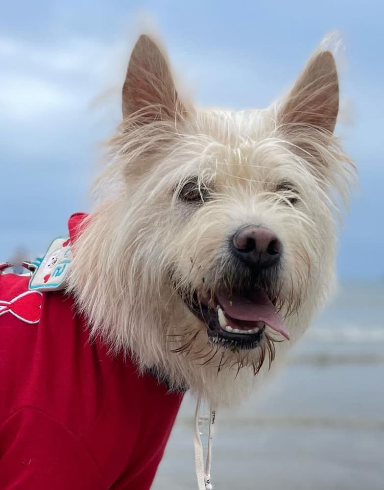 Riley - Terriers (Medium) available for adoption at Loved at Last Dog Rescue in British Columbia