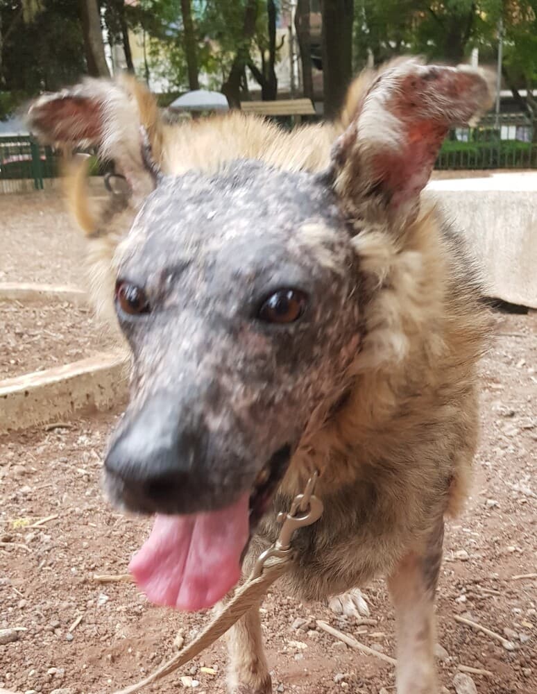 Koa - Shepherd (Unknown Type) available for adoption