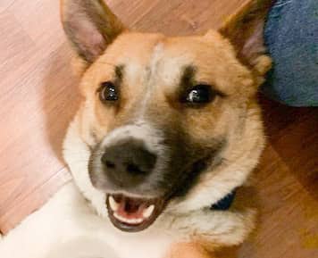 Benny Boy - Corgi / Canaan Dog available for adoption