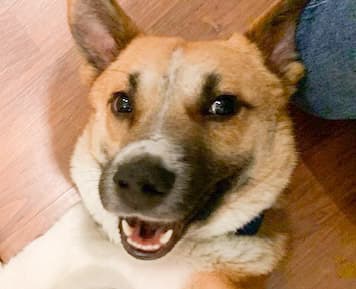 Benny Boy - Corgi / Canaan Dog available for adoption in Calgary