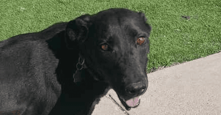 Sweetie - Labrador Retriever available for adoption