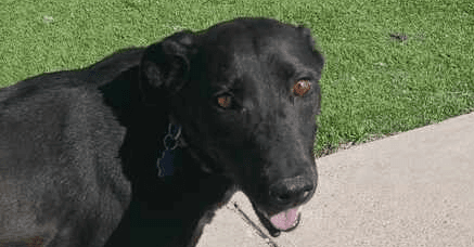 Sweetie - Labrador Retriever available for adoption at Loved at Last Dog Rescue in British Columbia