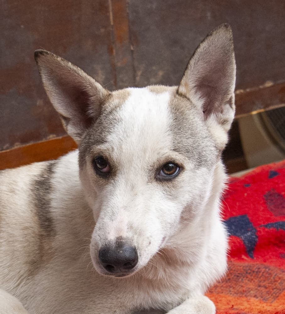 Choochoo - Terriers (Medium) / Canaan Dog available for adoption at Loved at Last Dog Rescue in British Columbia