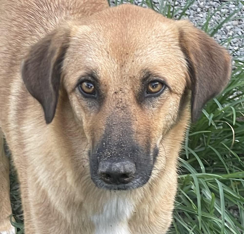 Brynda - Golden Retriever / Labrador Retriever available for adoption at Loved at Last Dog Rescue in British Columbia