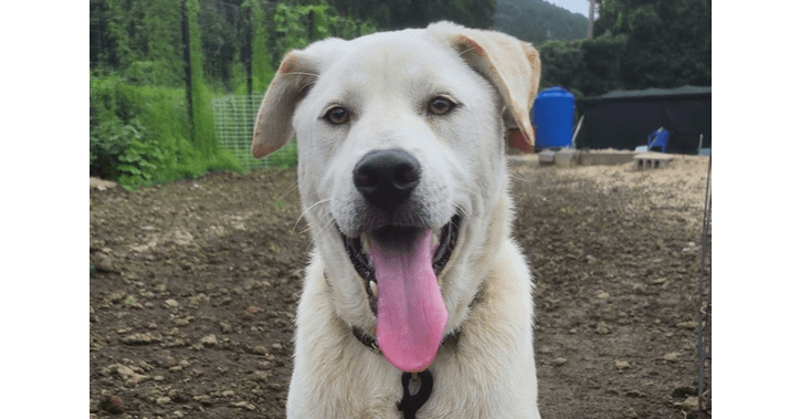 Taesik - Labrador Retriever / Pointer available for adoption