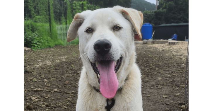 Taesik - Labrador Retriever / Pointer available for adoption at Loved at Last Dog Rescue in British Columbia