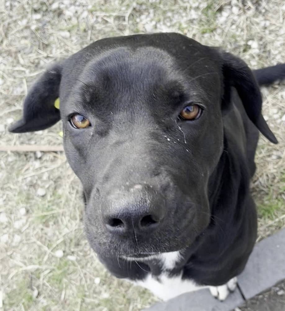 Deedi - Labrador Retriever / Cane Corso available for adoption