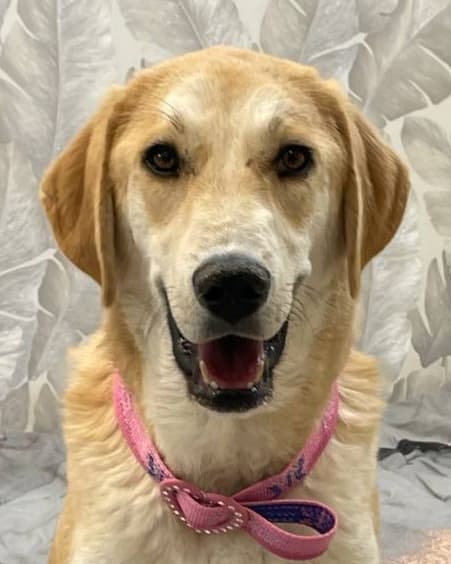 Bachee - Golden Retriever / Labrador Retriever available for adoption