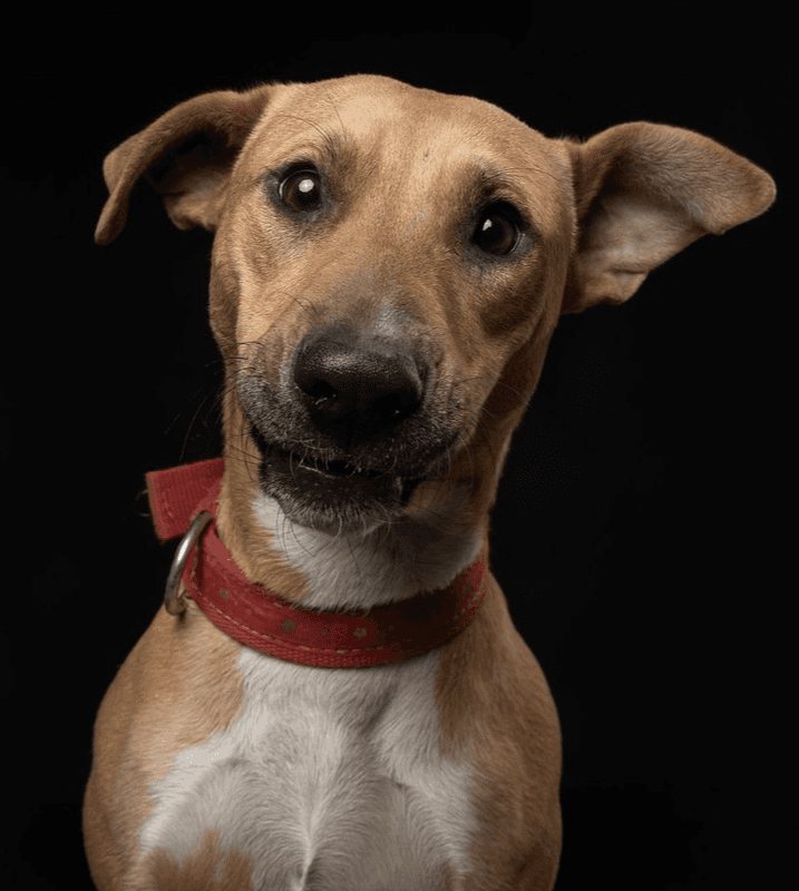 Candy - Black Mouth Cur available for adoption
