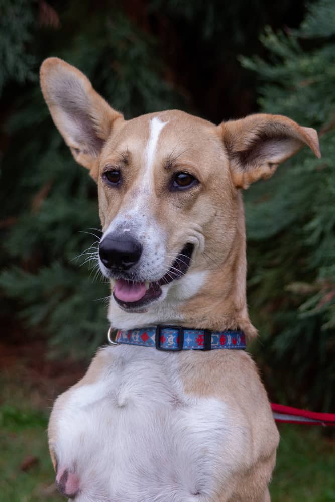 Brody - Corgi / Labrador Retriever available for adoption