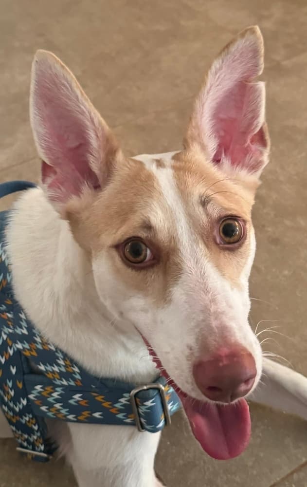 Rinaldo - Ibizan Hound / Canaan Dog available for adoption at Loved at Last Dog Rescue in British Columbia