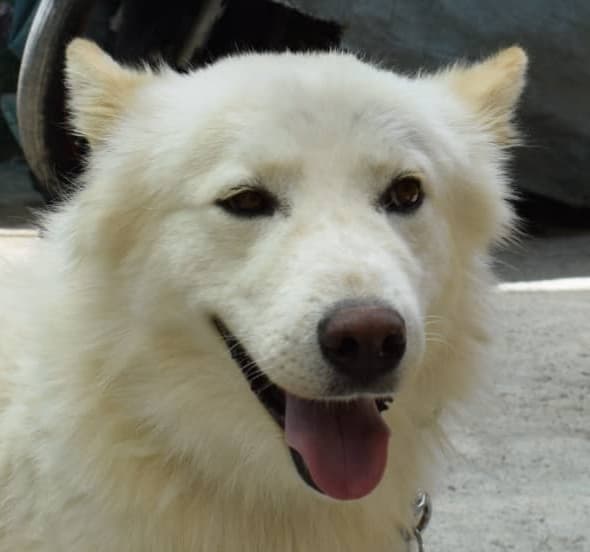 Woofy - Samoyed available for adoption at Loved at Last Dog Rescue in British Columbia