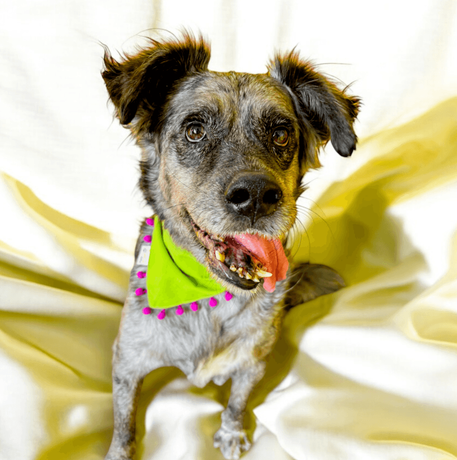 Dusty - Shepherds (All Types) available for adoption