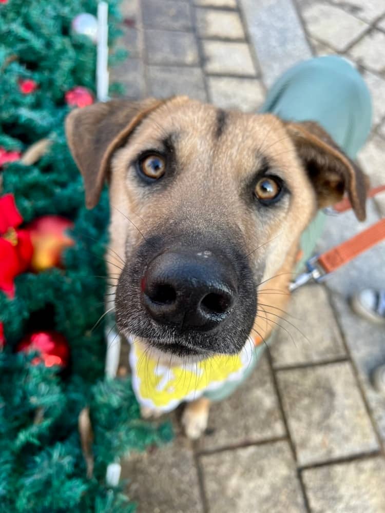 Hun - Jindo available for adoption