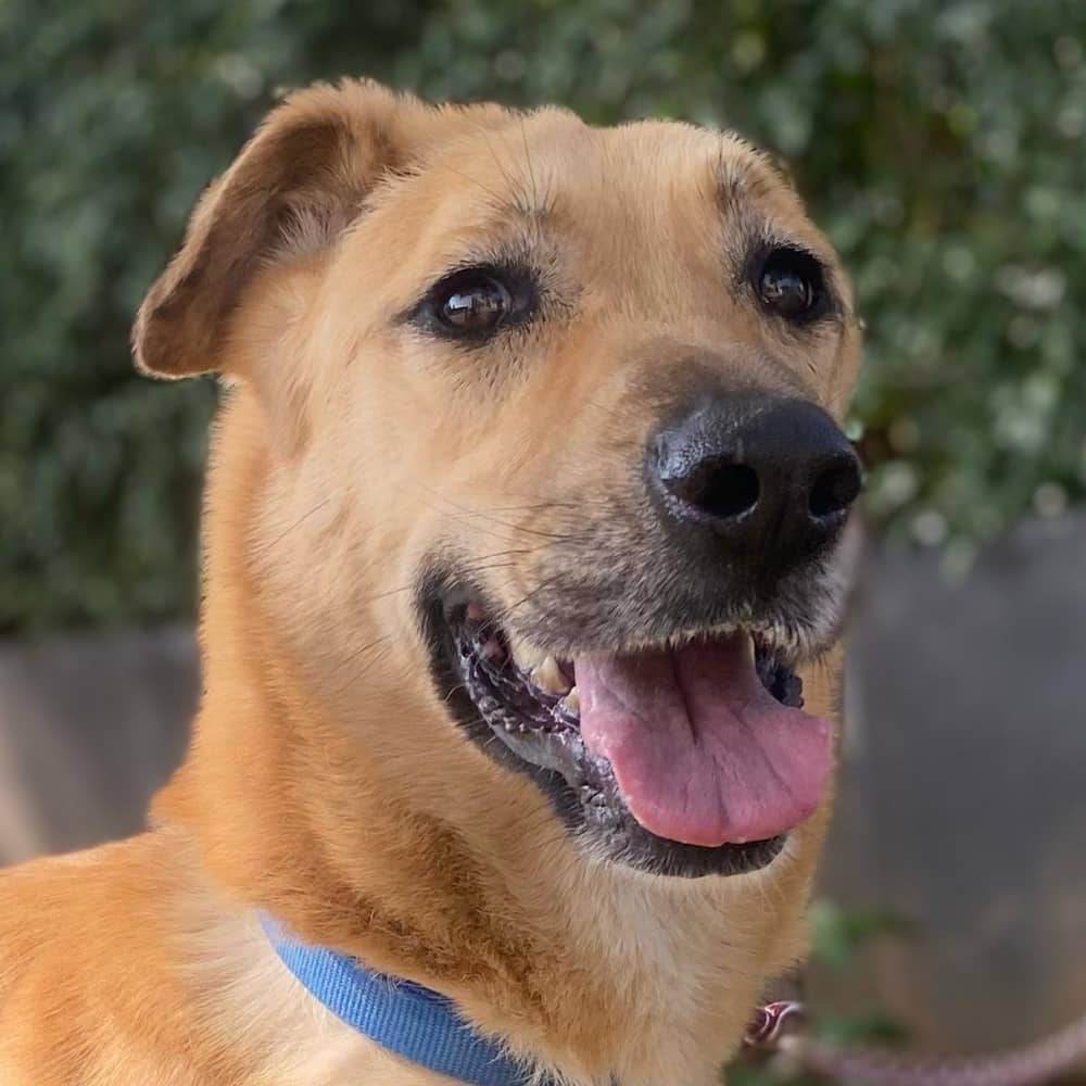Zoey - Golden Retriever / Labrador Retriever available for adoption