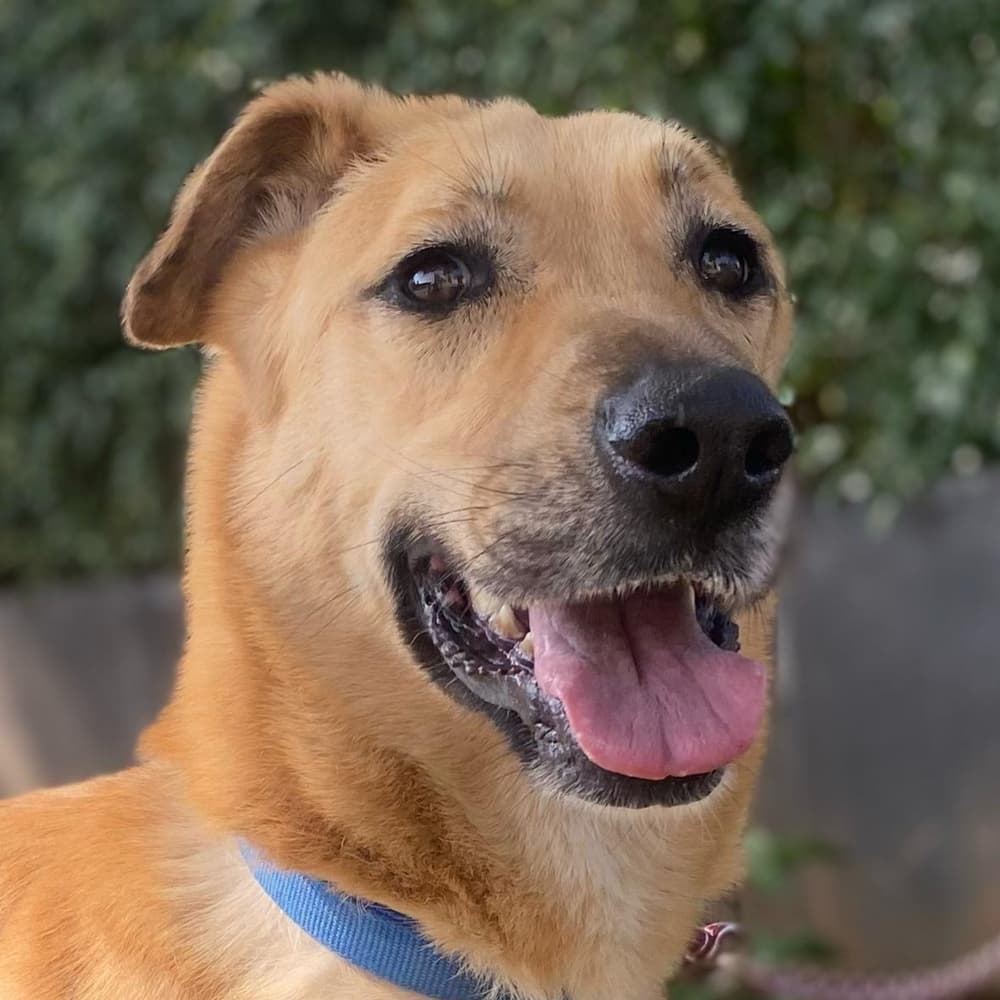 Zoey - Golden Retriever / Labrador Retriever available for adoption at Loved at Last Dog Rescue in British Columbia