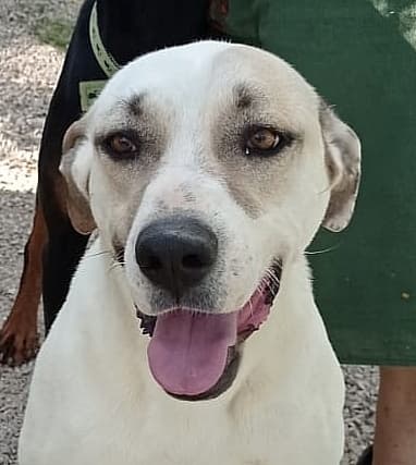 Precious - Labrador Retriever / Anatolian Shepherd available for adoption at Loved at Last Dog Rescue in British Columbia