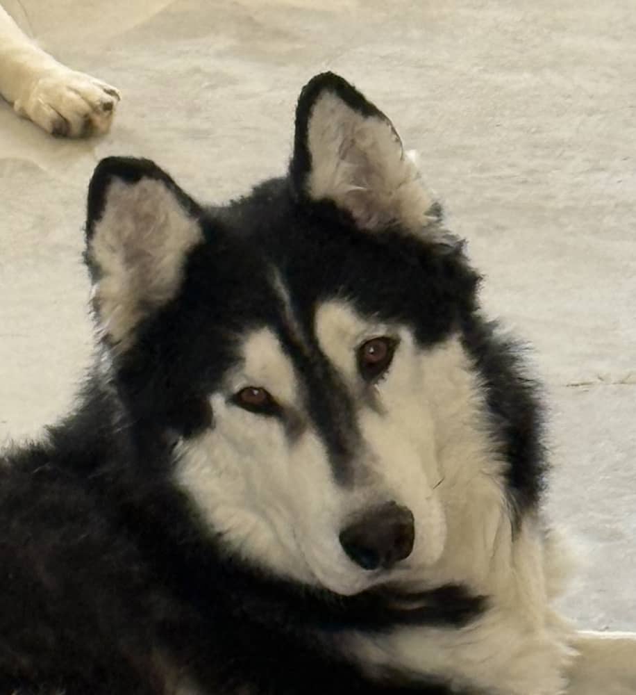Mukluk - Siberian Husky available for adoption