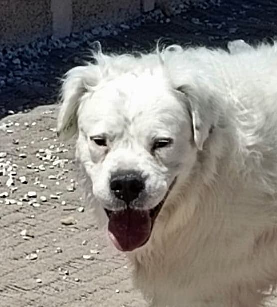 Pamuk - Golden Retriever / Boxer available for adoption at Loved at Last Dog Rescue in British Columbia