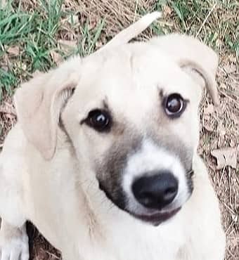 Remy - Labrador Retriever / Anatolian Shepherd available for adoption