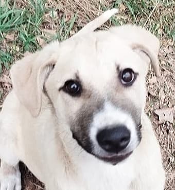 Remy - Labrador Retriever / Anatolian Shepherd available for adoption