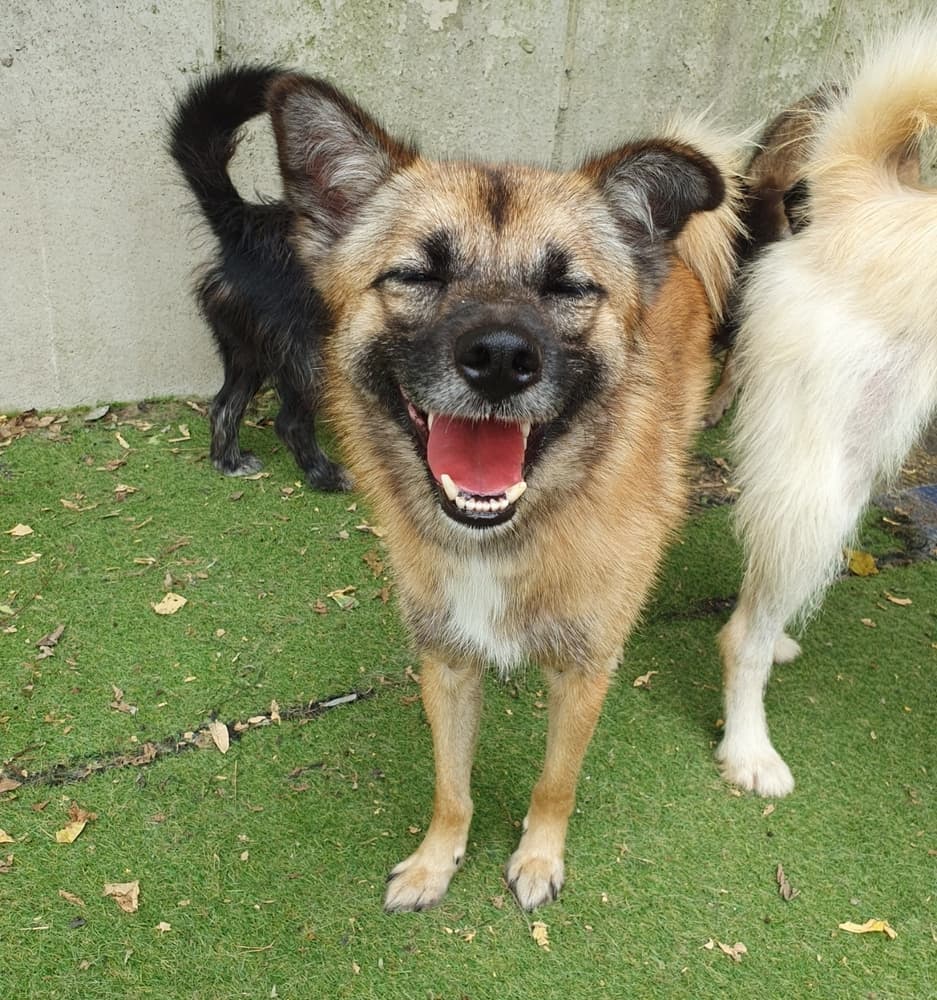 Enzo - Spitz (Unknown Type, Small) / Jindo available for adoption in British Columbia