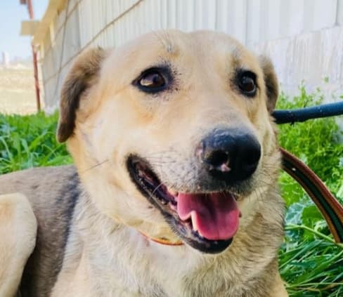 Joselle - Whippet / German Shepherd Dog available for adoption at Loved at Last Dog Rescue in British Columbia