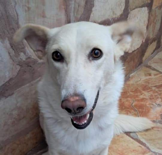 Shamrock - Labrador Retriever / Canaan Dog available for adoption at Loved at Last Dog Rescue in British Columbia